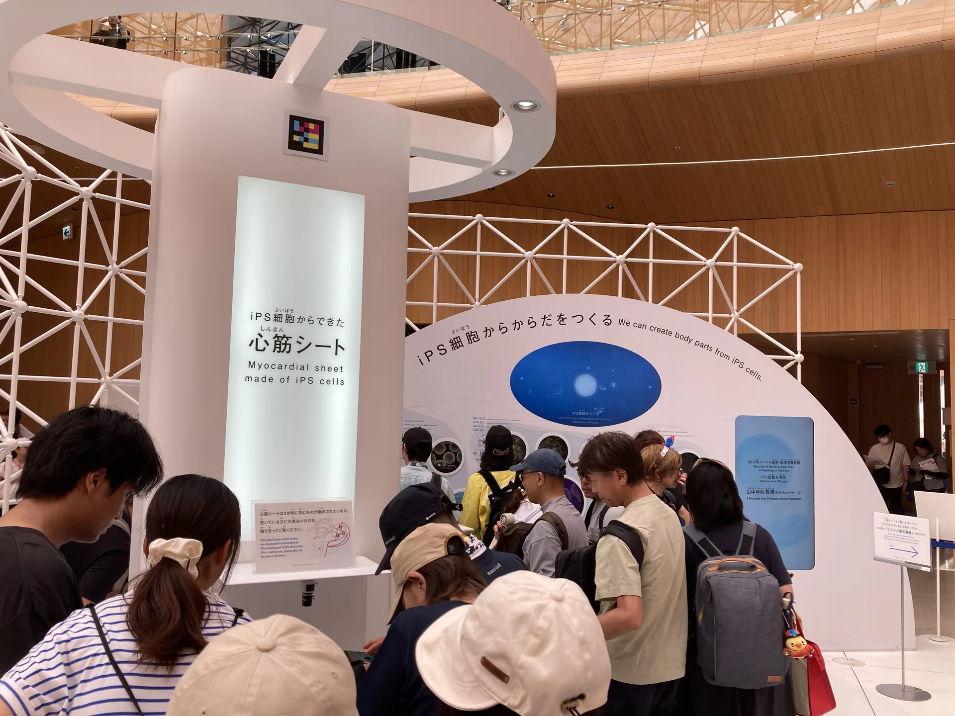iPS細胞から作られた心筋シートの展示