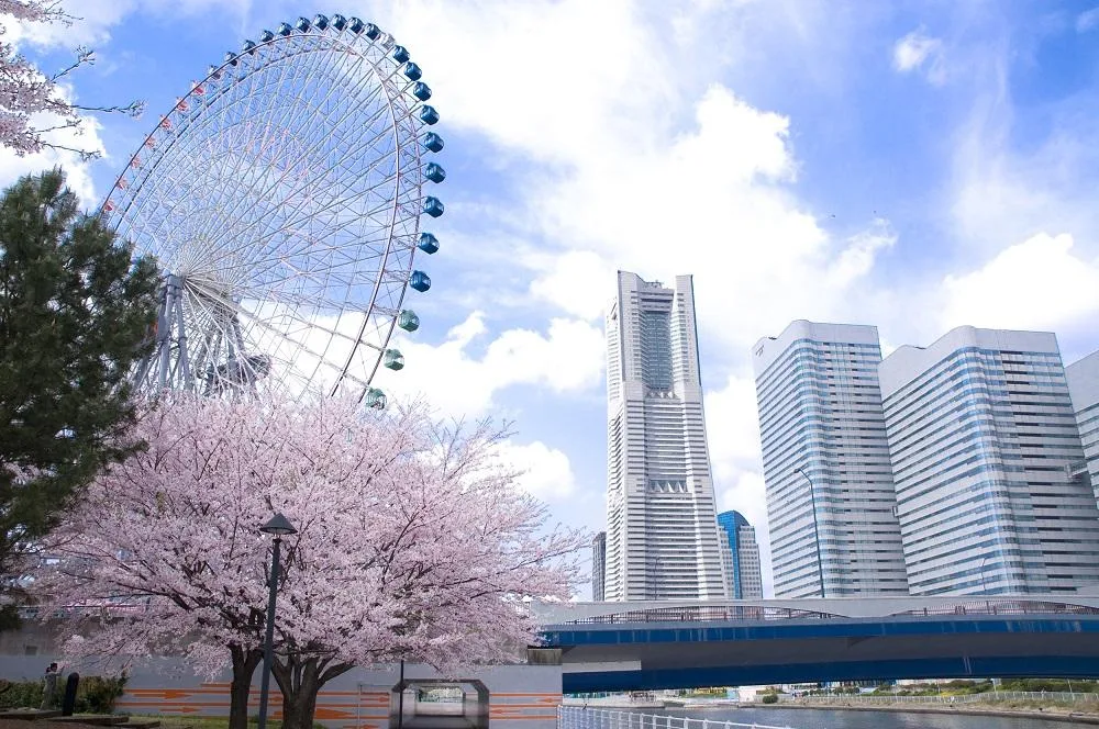 桜と観覧車、みなとみらいの高層ビルが並ぶ春の風景写真。サイトにのせる写真の一例
